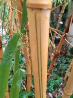 Bambus vivax aureocaulis Bayern - Neumarkt i.d.OPf. Vorschau