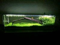 Pool 120L Aquarium 100x40 wasserBecken *Tausch nano/Zuchtbecken Brandenburg - Schwedt (Oder) Vorschau