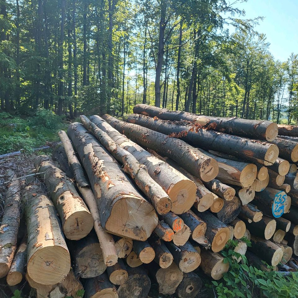 Brennholz zum selbstspalten in Südharz