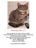 Katze vermisst Bayern - Obernzenn Vorschau