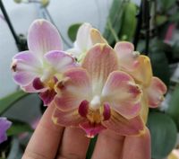 Orchidee Phalaenopsis pelorisch Niedersachsen - Lindhorst Vorschau