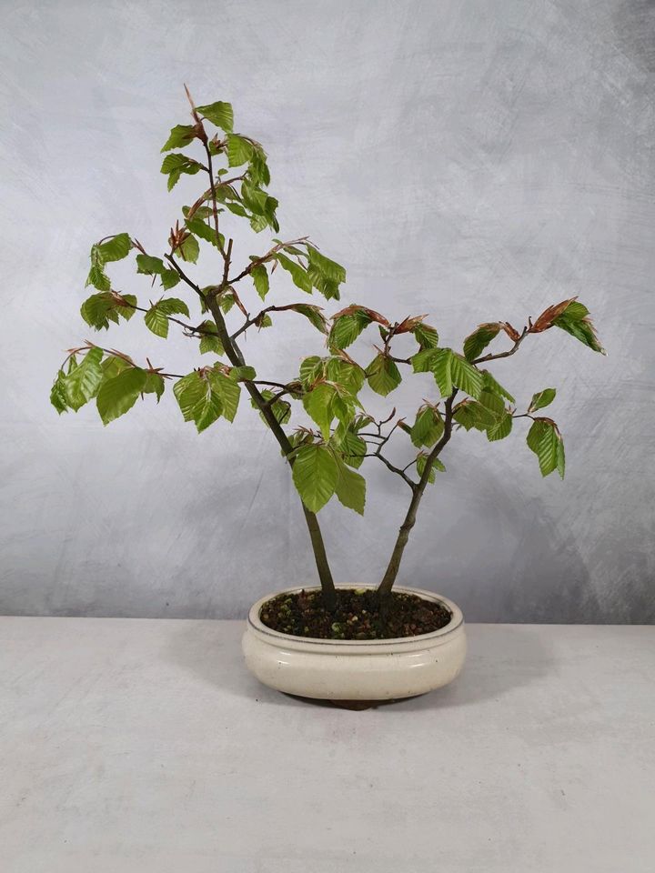 Pre Bonsai Rotbuche Fagus sylvatica bestehend aus 2 Bäumchen in Lünen