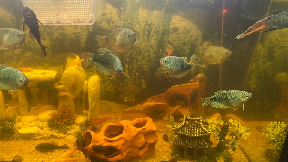 Verschiedene Aquarium Fische in München