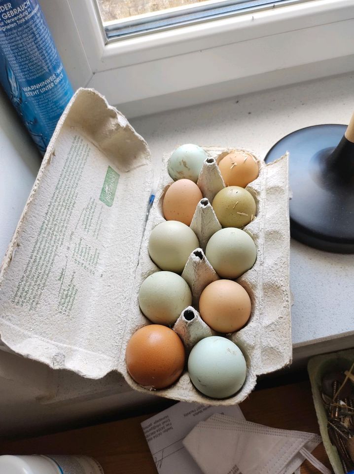 Hühnereier Eier bunt 10 Stück in Barkelsby