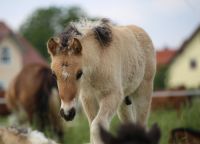 Braun Falbe Splash Isländer Hengst Fohlen Bayern - Pöttmes Vorschau