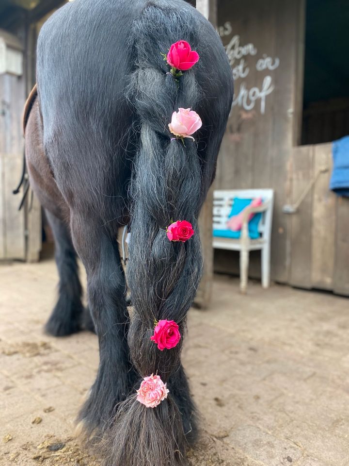 Kindergeburtstag reiten PeerTied feiern Pferd Pony Shetty in Jersbek