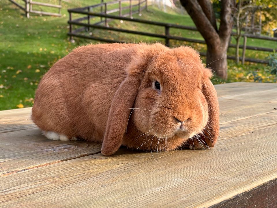 Deutsche Kleinwidder Kaninchen Rot Rammler Häsin Hasen Zucht in Oderwitz