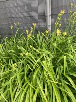 Blühende Pflanze Taglilie Güstrow - Landkreis - Güstrow Vorschau