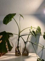 2x Monstera „Zimmerpflanze“ Hydrokultur mit Vase Nordrhein-Westfalen - Mönchengladbach Vorschau