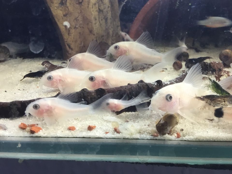 Endler Guppys in Ahlen