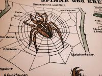 Schulwandkarte Wandkarte Schulkarte Spinne, Krebse Nordrhein-Westfalen - Marl Vorschau