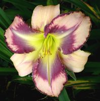 Hemerocallis Taglilie " Mildred MITCHELL "  1 F Köln - Merkenich Vorschau