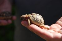 Griechische Landschildkröten - Rainer Zirngibl Nordrhein-Westfalen - Rietberg Vorschau