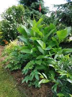 Gartenpflanze,Rote Canna Nordrhein-Westfalen - Bad Oeynhausen Vorschau