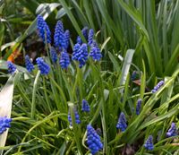 Traubenhyazinthe lila Blume garten Saat Saatgut Samen Niedersachsen - Stade Vorschau