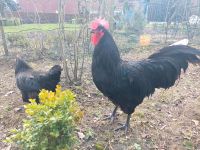 Gruppe Hühner, Legehennen mit Hahn Nordrhein-Westfalen - Ennigerloh Vorschau