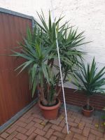 Yucca Palmen Sachsen-Anhalt - Kalbe (Milde) Vorschau