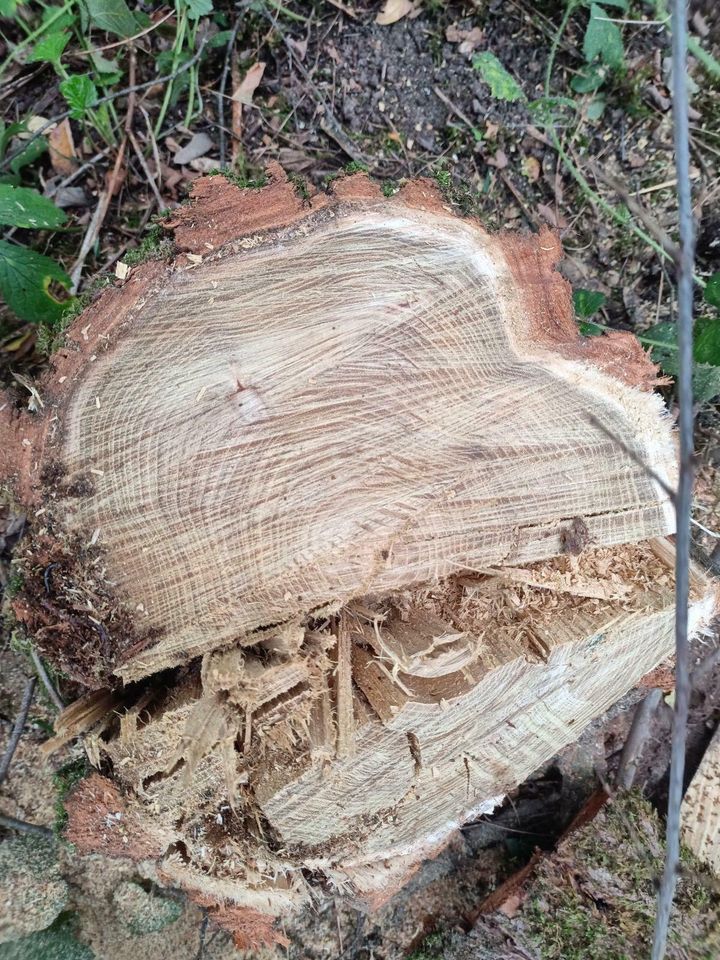 Stämme Robinie Hartholz Holz privat Wald Holzstamm Baumstamm in Halle