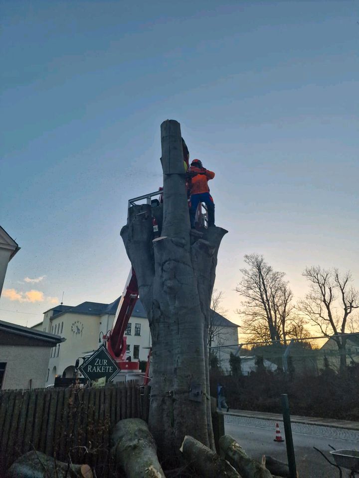 Holzeinschlag Holzrückung Baumfällungen Baumpflege Stubbenfräsen in Zwoenitz