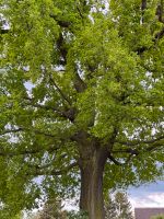 Eichen Setzlinge Ableger Stieleiche gekeimte Eichen versch Grö Brandenburg - Niedergörsdorf Vorschau