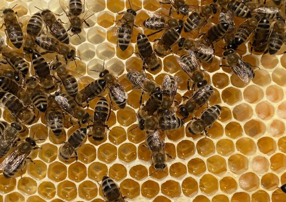 Carnica Jungvölker auf Zander und Zadant, Imkerei, Bienen in Grebenhain