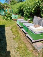 Bienenvölker, Bienenableger zu verkaufen Bergedorf - Hamburg Allermöhe  Vorschau