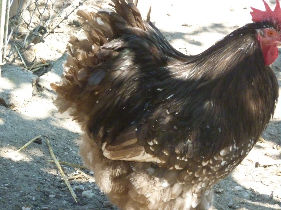 Araucana und Maranhühner, Orpingtonhähne u. Legewachteln in Aholming