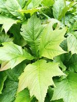 Schaublatt, Rodgersia podophylla Bayern - Großkarolinenfeld Vorschau