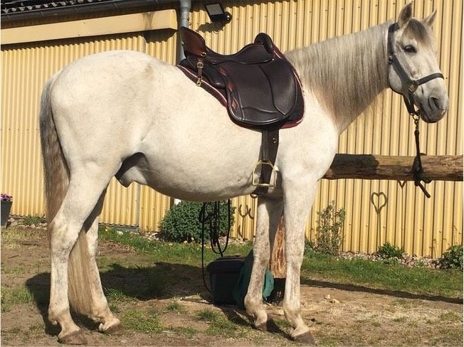 Traumsattel Sommer Equitation Pro wie neu in Großharrie