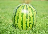 Wassermelone Diyerbakir 10+ Samen  - Türkische Wassermelone, Nordrhein-Westfalen - Viersen Vorschau