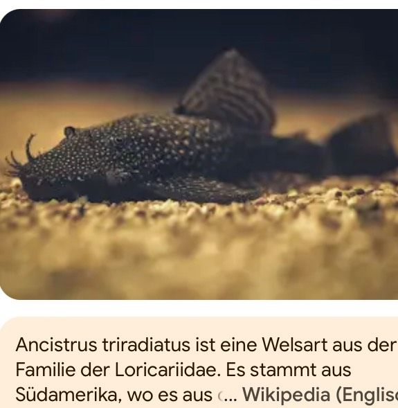 Aquariumfische Welse in Niederwürschnitz