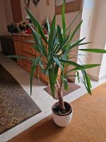 Yucca Palme ca.115 cm Hessen - Bad Soden-Salmünster Vorschau