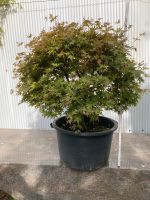 Gartenbonsai, Acer palmatum,Japanischer Ahorn, Formgehölz Nordrhein-Westfalen - Herten Vorschau