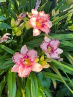 Taglilie Bonbontaglilie Niedersachsen - Winsen (Aller) Vorschau