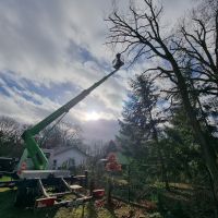 Fachgerechte Baumpflege / Baumschnitt Leipzig - Connewitz Vorschau