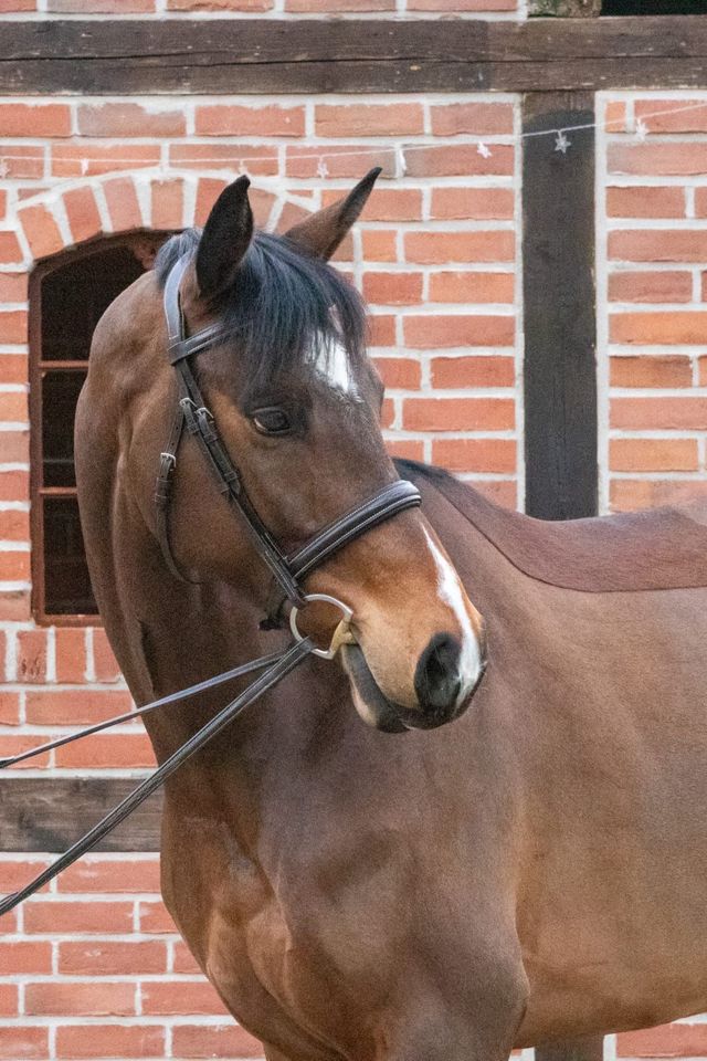 Hunter Springpferd Dressurpferd Freizeitpferd in Gescher