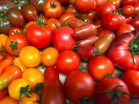 Tomatensaatgut Tomatensamen über 200 + Sorten Ernte 2023_2 Rheinland-Pfalz - Hanhofen Vorschau