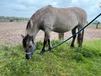 Konik Stute - Westernpferd Brandenburg - Stahnsdorf Vorschau