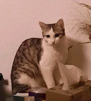 Katze grau getigert mit weiß vermisst / entlaufen / gesucht! München - Schwanthalerhöhe Vorschau