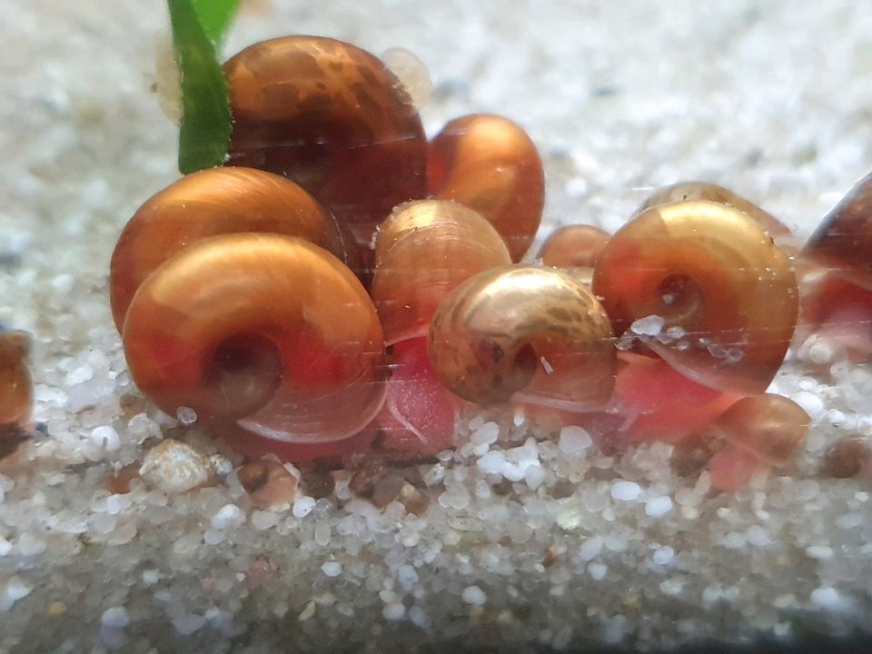 20 Rote Posthornschnecken für das Aquarium in Lünen