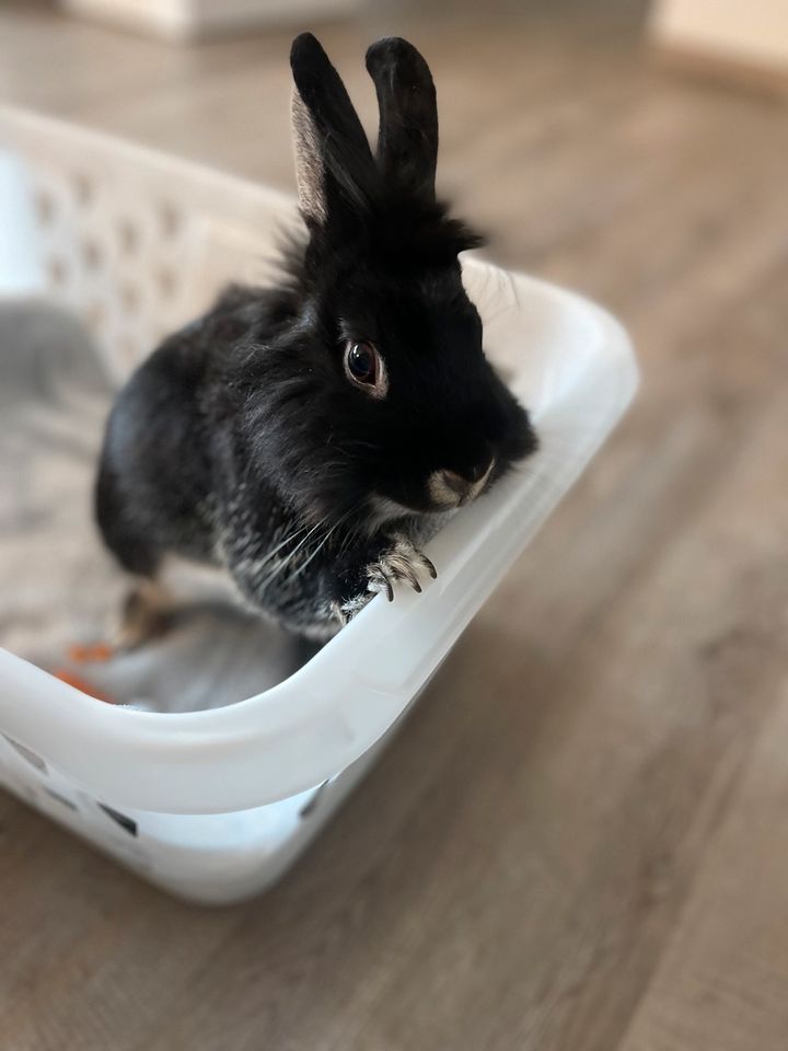 Löwenkopfkaninchen/Hase mit Zubehör in Biessenhofen