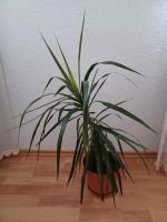 Dracena Marginata Baden-Württemberg - Sulzburg Vorschau