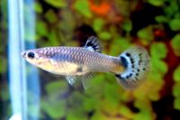 Junge Guppys Fische Hessen - Dillenburg Vorschau