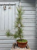 Bonsai / Jap. Schwarzkiefer / Pinus thunbergii / Rohmaterial Nordrhein-Westfalen - Erkelenz Vorschau