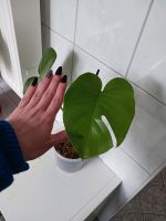 Monstera Pflanze Bayern - Bischofswiesen Vorschau