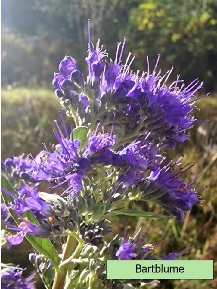 Echter Lavendel mehrjährig, besonders insektenfreundlich in Alzenau
