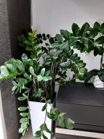 Zamioculcas Pflanze Baden-Württemberg - Ostfildern Vorschau