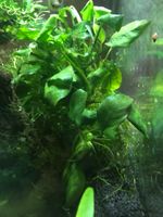 Anubias Barteri Ableger, Aquarium Pflanzen Hessen - Eichenzell Vorschau