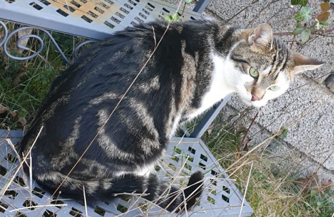 !!! Kater Attila in 56321 Brey vermisst !!! in Rhens