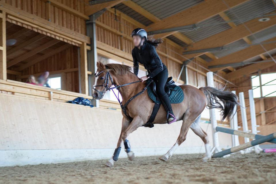 Deutsches Reitpony, Springpony, Fuchs, Wallach in Falkenberg